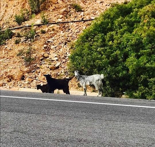 Χαριτωμένες... αλλά όχι πάνω στην εθνική οδό