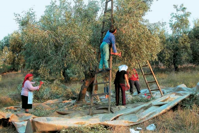 Κρήτη: Κανονικά θα πληρωθούν οι επιδοτήσεις με ή χωρίς αριθμό ταυτότητας ακινήτου (ΑΤΑΚ) 