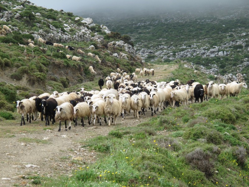 Αποζημιώνονται οι κτηνοτρόφοι της Κρήτης - Τα ποσά ανά νομό