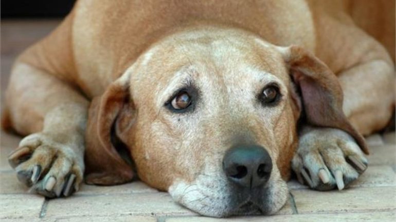 Σκόνταψε στον ... σκύλο της και κατέληξε στο νοσοκομείο