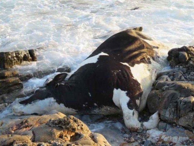 Νεκρή αγελάδα ξεβράστηκε σε παραλία του Λασιθίου!