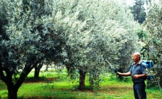 «Ανάγκη ενίσχυσης χρηματοδότησης του προγράμματος δακοκτονίας στην Περιφέρεια Κρήτης» 