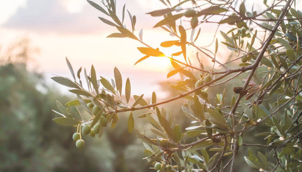 Κίνδυνος στο Λασίθι να χαθεί η νέα ελαιοκομική περίοδος